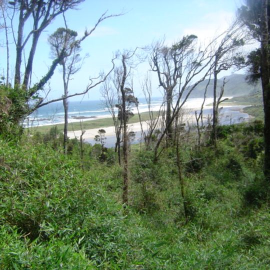 Valdivian temperate forests