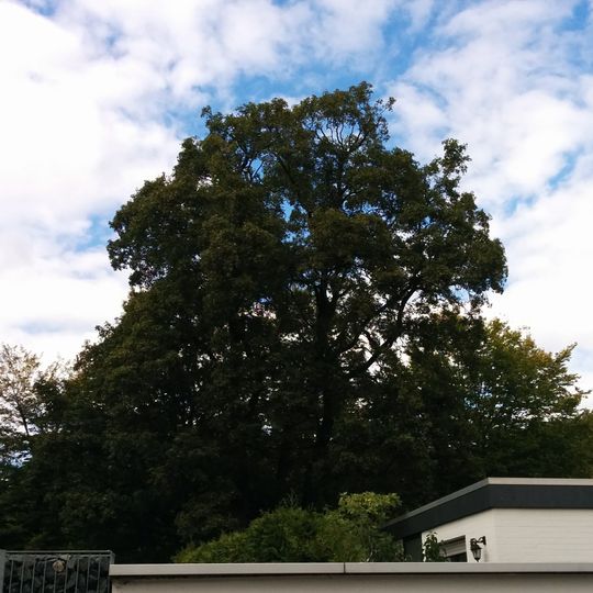 Feldahorn am Kirchröder Turm