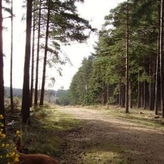 Swinley Forest