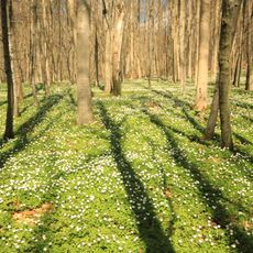Stormsdorfer Bachtal (Wolfsberger Wald)