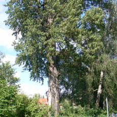 Populus × canadensis 103695 Poděbrady