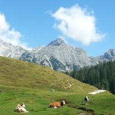 Alpelhorn