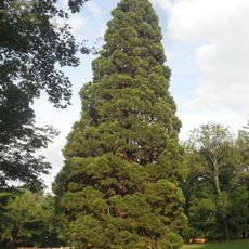 Sequoia tree