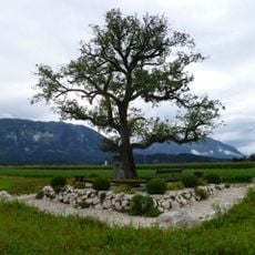 Pear tree at the Walserfeld