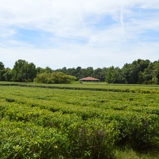 Charleston Tea Plantation