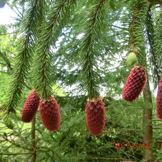 Веймутова сосна