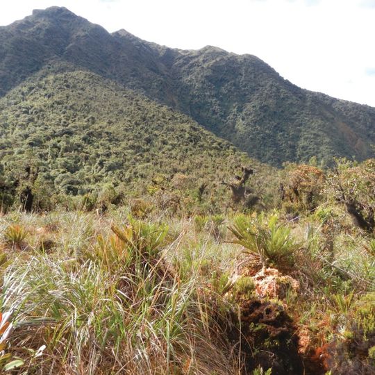 Parco nazionale Yanachaga Chemillén