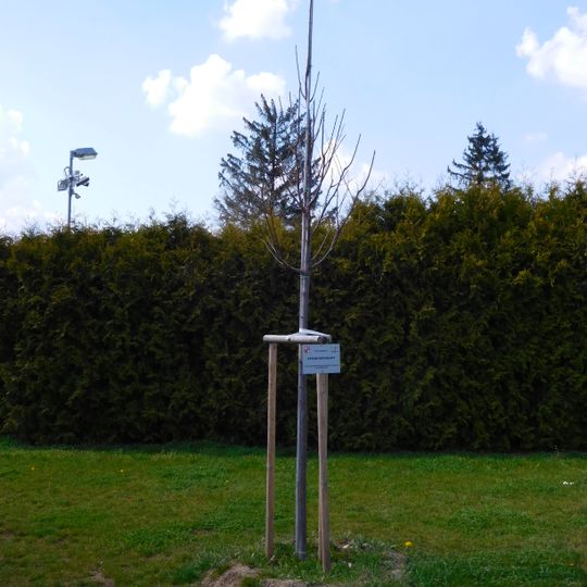 Republic Tilia in Kunratice