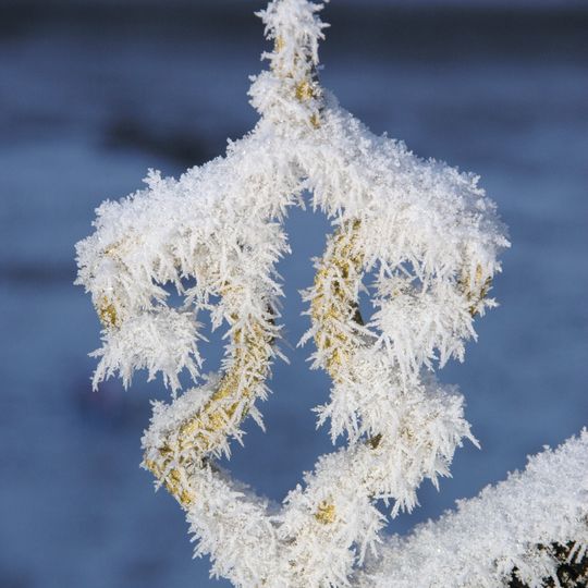 Sint Willibrordkerk: hekwerk