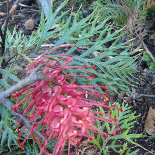 Jardín botánico Myall Park