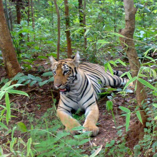 Tadoba-Andhari Tiger Reserve