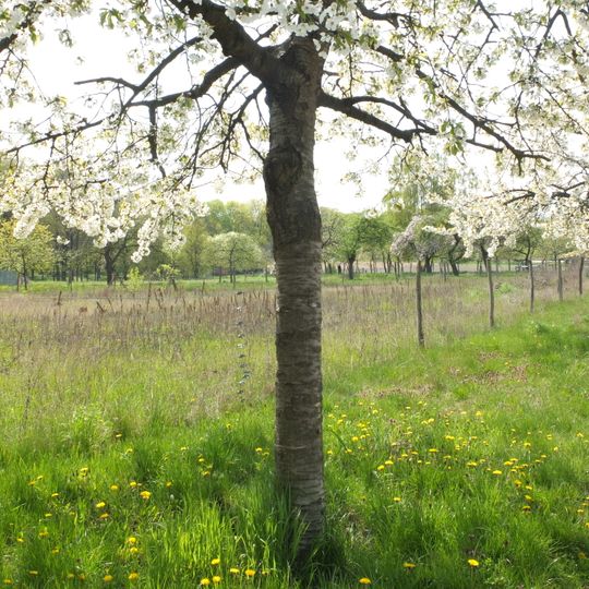 Gatow, Kladow und Groß-Glienicke