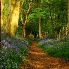 The Ridgeway
