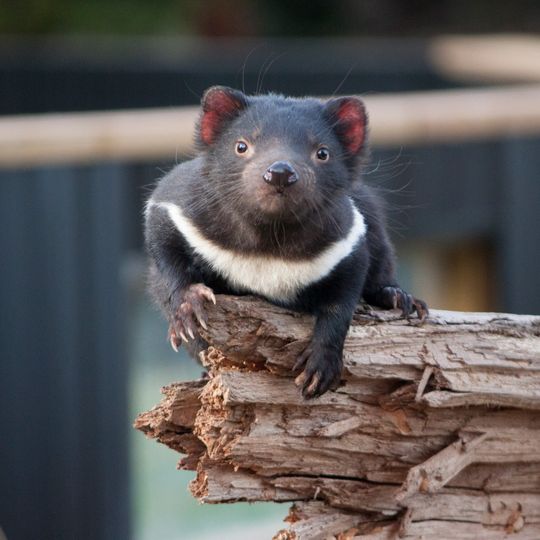 Trowunna Wildlife Park