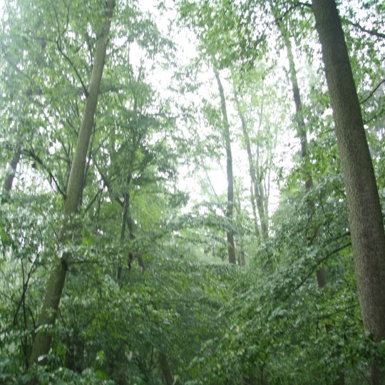 Duby u Mlýnského potoka