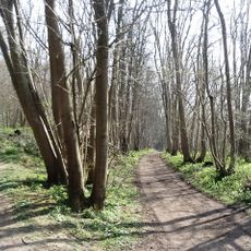 Charing Beech Hangers