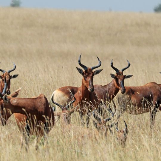Senkelle Swayne's Hartebeest Sanctuary