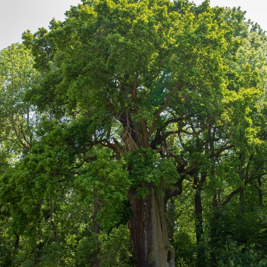 Ziescheiche bei Westewitz