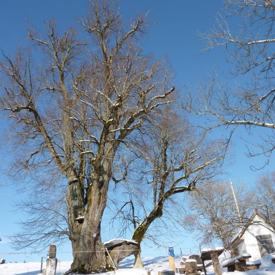 Allenspacher Hoflinde