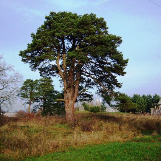 Švenčiuliškių pušis