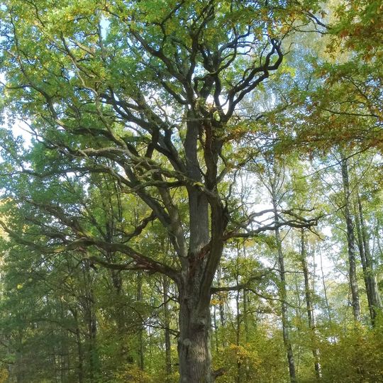 The Great Širvintas oak