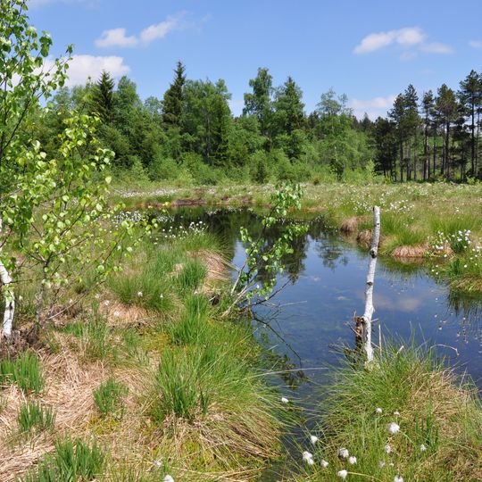 Moore im Wirlinger Wald