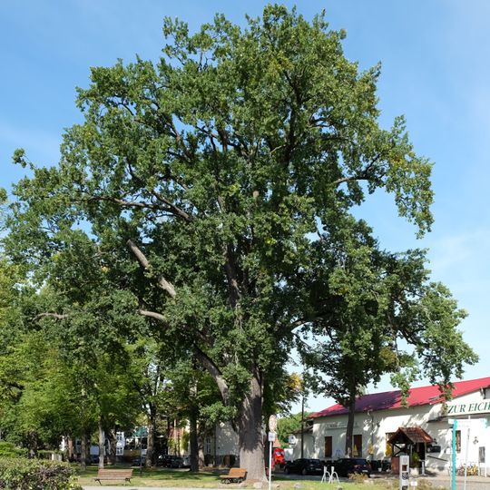 Naturdenkmal Stieleiche Denkmalplatz/ Ecke Dorfstraße, Flur 2, Flurstück 16 in Deutsch Wusterhausen