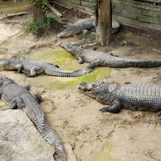 Miri Crocodile Farm