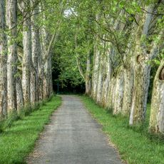 Platanové stromořadí - Hlavní alej I Strážnice