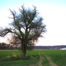 Hrušeň ve Straňanech