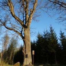 Radvilioniai forest oak