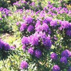 Cambarinho Botanical Reserve