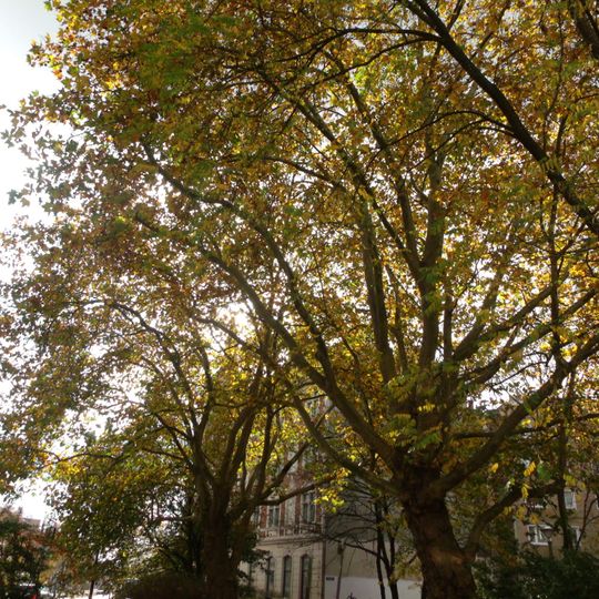Naturdenkmal Platane-Ahornblättrige Platane '') Am Anger, vor Einfahrt Wilhelm‑Riedel‑Straße in Sandow