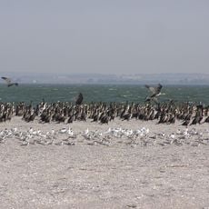 Mariupol Raion