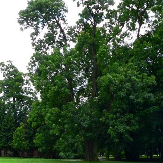 Jasan v parku Boženy Němcové