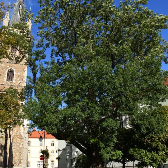 Famous Fraxinus excelsior in Čáslav