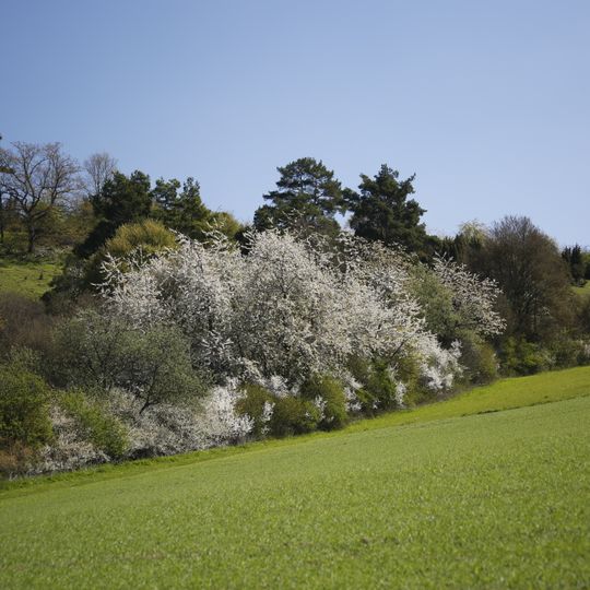 Gültlinger und Holzbronner Heiden
