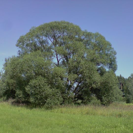 Vrba křehká za Políknem u rybníčku