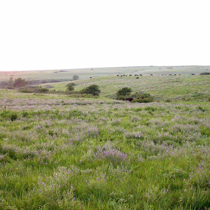 Konza Prairie Biological Station