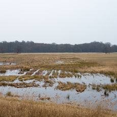 Mönchbruch von Mörfelden und Rüsselsheim