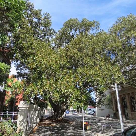 Moreton Bay Fig Tree, Royal Perth Hospital