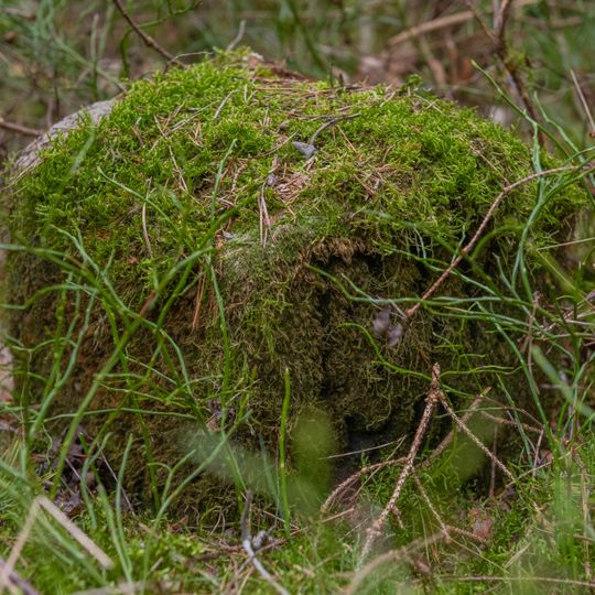 Grenzstein Fürther Stadtwald in Fürth