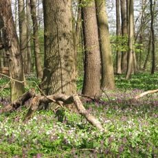 Langes Holz - Radeland