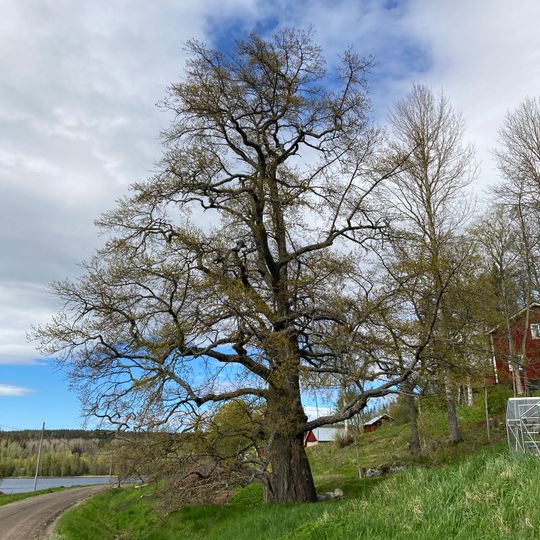 Oak Tree in Näs, near Härnösand