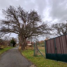 Hruška v brodských vinohradech