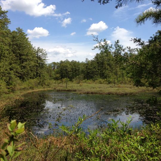 Brendan T. Byrne State Forest
