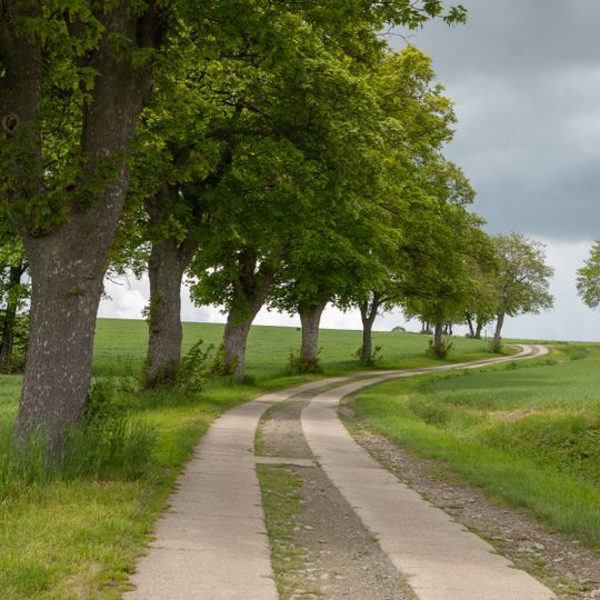 Row of maple near Memmendorf