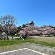夫婦桜
