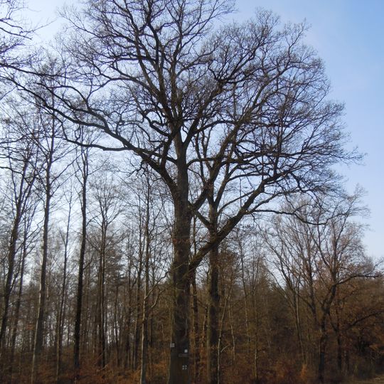 Johannes-Konath-Eiche im Hohnenbühl