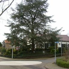 Jack Baskeyfield-tree